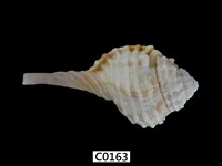 藏品(深溝象法螺)的圖片